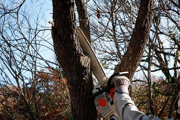 Tree-Trimming-&-Pruning