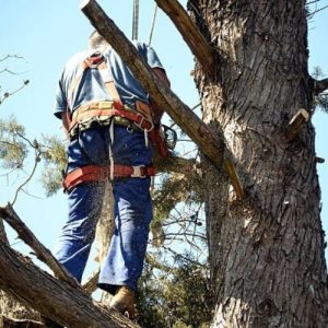 Tree-Trimming-&-Pruning