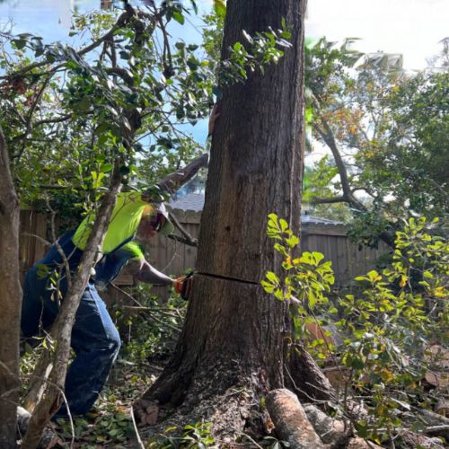 AJS Tree Service