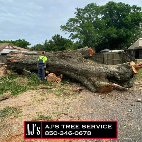 best Tree Removal services