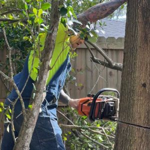 best Tree Removal services