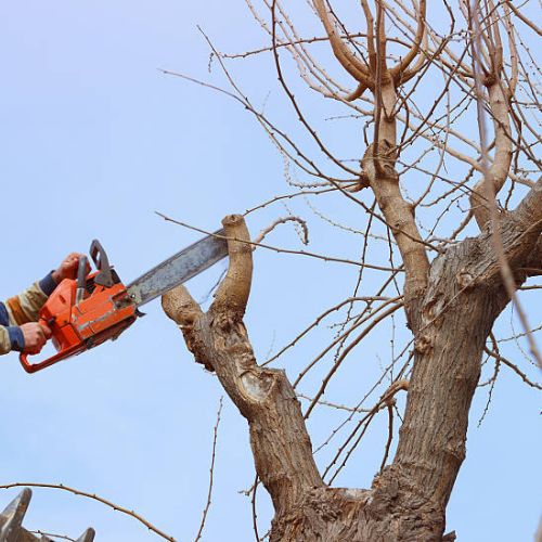 Tree Trimming