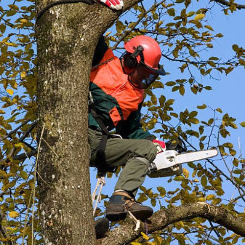 Tree-Trimming-&-Pruning