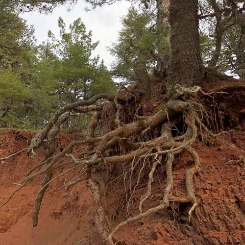 Overgrown Root Removal services