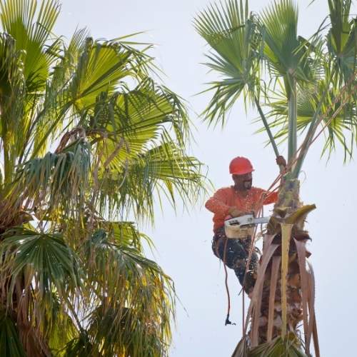 Palm Tree Trimming & Removal