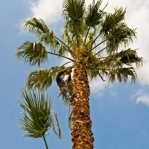 Palm Tree Trimming & Removal services