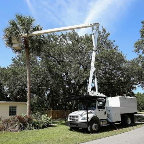 Palm Tree Trimming & Removal services