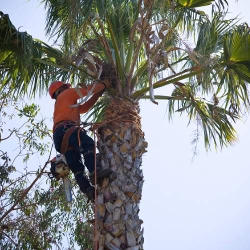 Palm Tree Trimming & Removal