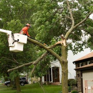 Tree Service in Pensacola FL